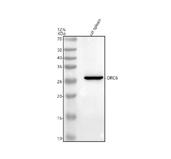 Anti-ORC6 Antibody Picoband®