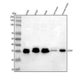 Anti-GJA4 Antibody Picoband®