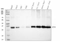 Anti-ETFA Antibody Picoband®