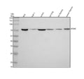 Anti-PTPRE Antibody Picoband®