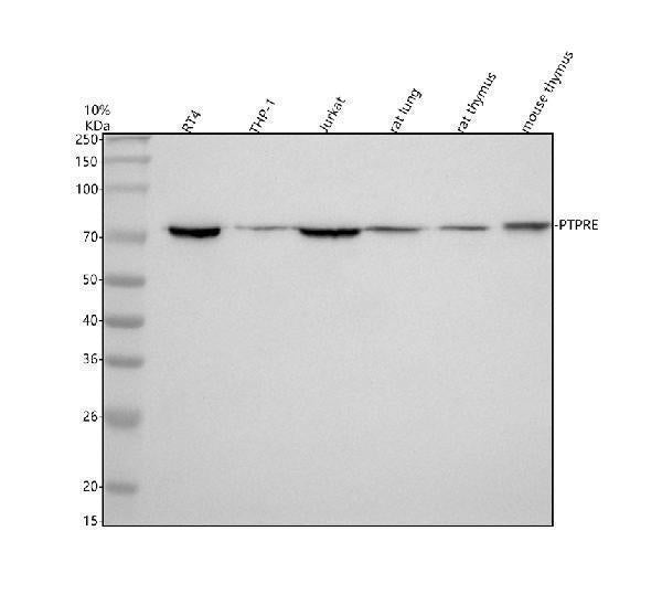 Anti-PTPRE Antibody Picoband®