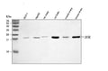 Anti-BOK Antibody Picoband®