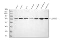Anti-Adgrg1 Antibody Picoband®