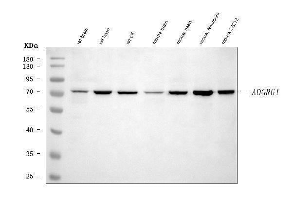 Anti-Adgrg1 Antibody Picoband®