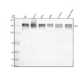 Anti-SIK3 Antibody Picoband®