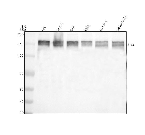 Anti-SIK3 Antibody Picoband®