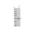 Anti-PCTP Antibody Picoband®