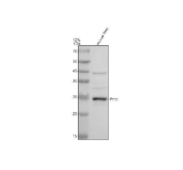 Anti-PCTP Antibody Picoband®