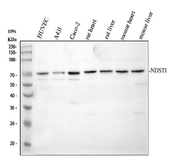 Anti-NDST1 Antibody Picoband®