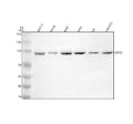 Anti-ODF2 Antibody Picoband®
