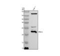 Anti-PNOC Antibody Picoband®