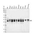Anti-JunD Antibody Picoband®
