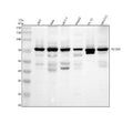 Anti-TRIOBP Antibody Picoband®