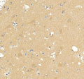Anti-DNAJC6 Antibody Picoband®
