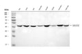 Anti-NDUFS2 Antibody Picoband®