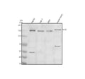 Anti-Entactin/NID1 Antibody Picoband®