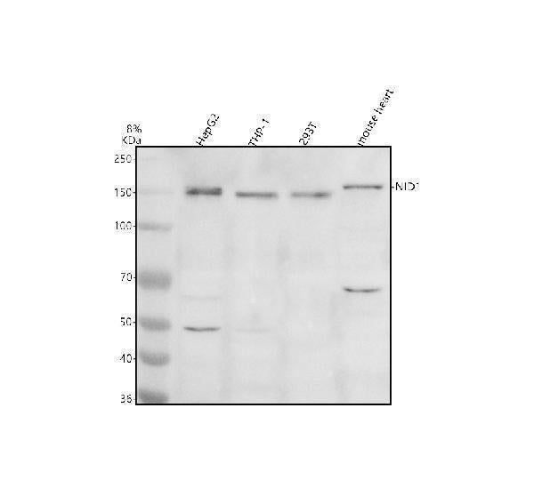 Anti-Entactin/NID1 Antibody Picoband®