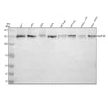 Anti-NUP160 Antibody Picoband®
