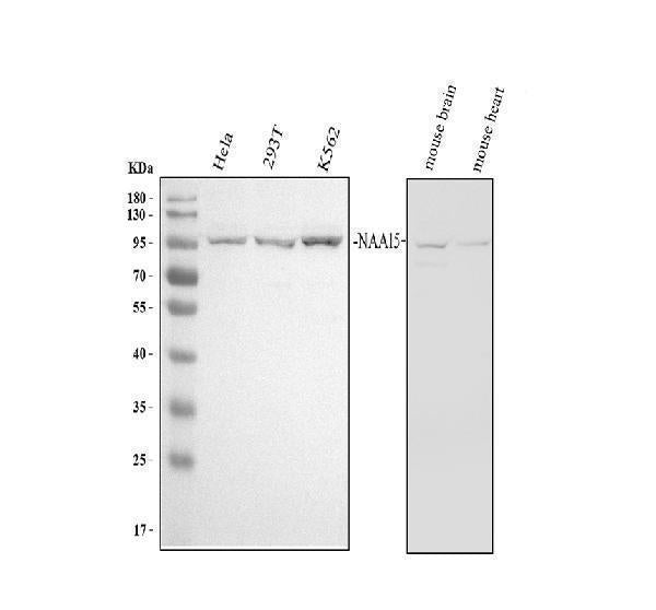 Anti-NARG1/NAA15 Antibody Picoband®