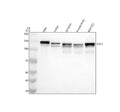 Anti-ERC1 Antibody Picoband®