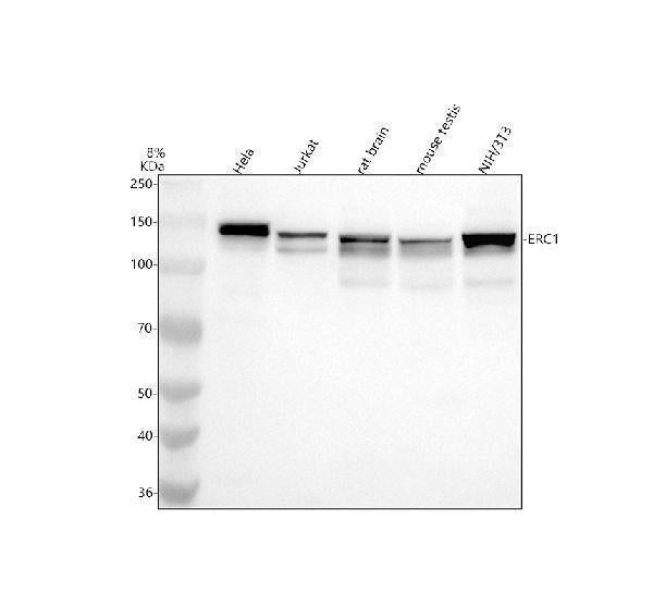Anti-ERC1 Antibody Picoband®