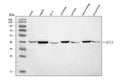 Anti-ACY-1/ACY1 Antibody Picoband®