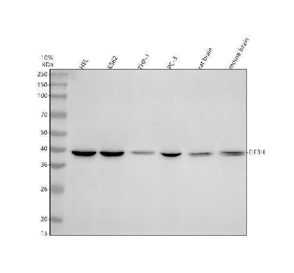 Anti-EIF3H Antibody Picoband®