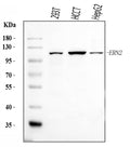 Anti-ERN2 Antibody Picoband®