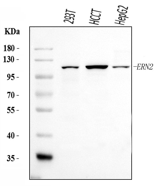 Anti-ERN2 Antibody Picoband®