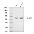 Anti-ADAM22 Antibody Picoband®
