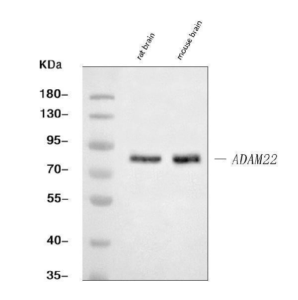 Anti-ADAM22 Antibody Picoband®
