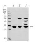 Anti-HOXB9 Antibody Picoband®