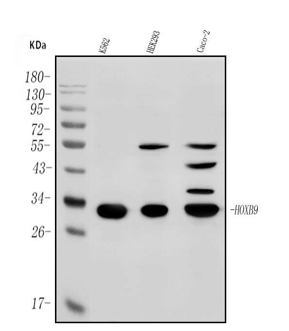Anti-HOXB9 Antibody Picoband®