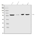 Anti-CPN1 Antibody Picoband®