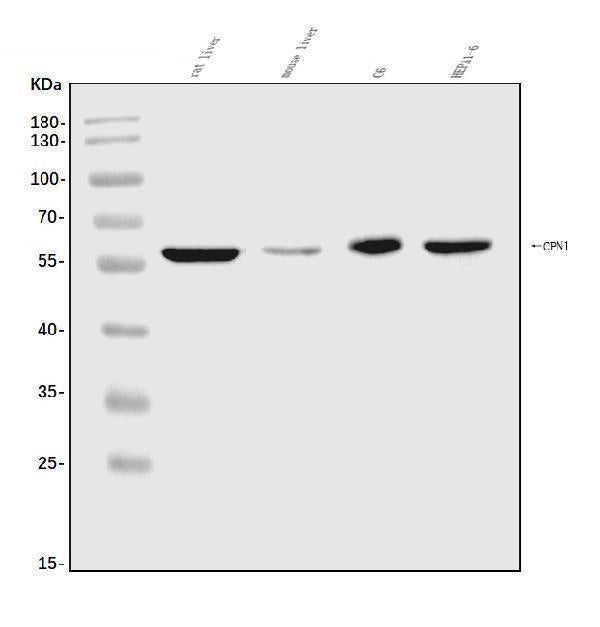 Anti-CPN1 Antibody Picoband®
