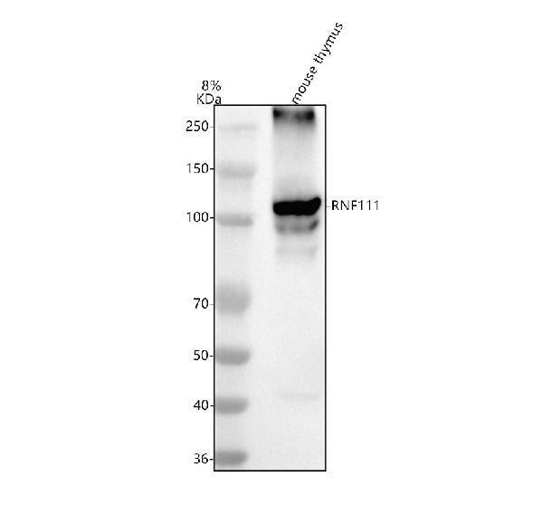 Anti-RNF111 Antibody Picoband®
