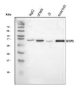 Anti-SCP3/SYCP3 Antibody Picoband®