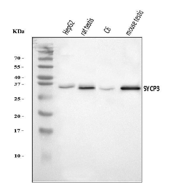 Anti-SCP3/SYCP3 Antibody Picoband®
