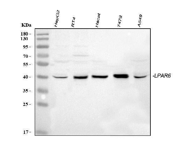 Anti-P2RY5/LPAR6 Antibody Picoband®