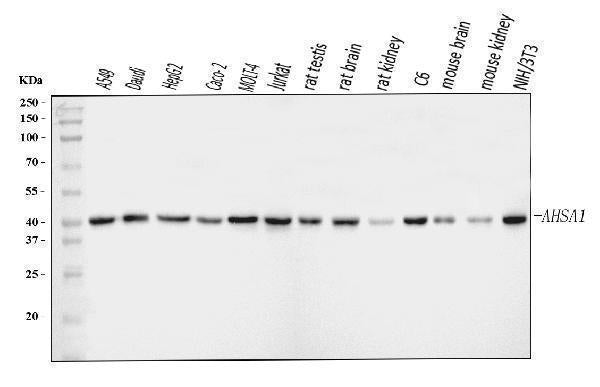 Anti-AHA1/AHSA1 Antibody Picoband®