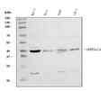Anti-AHA1/AHSA1 Antibody Picoband®