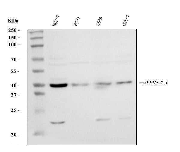 Anti-AHA1/AHSA1 Antibody Picoband®
