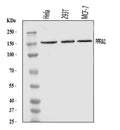 Anti-PPFIA1 Antibody Picoband®