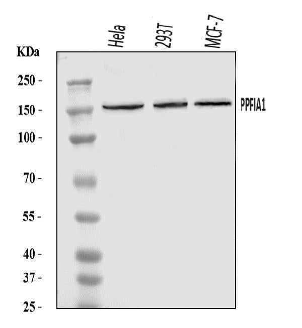 Anti-PPFIA1 Antibody Picoband®