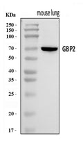 Anti-Gbp2 Antibody Picoband®