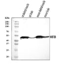Anti-MEF2B Antibody Picoband®