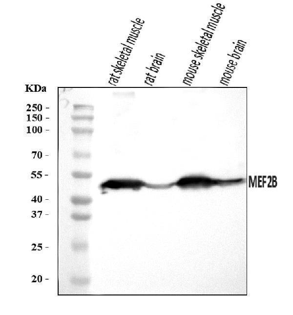 Anti-MEF2B Antibody Picoband®