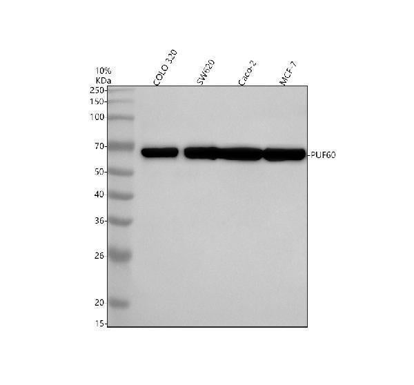 Anti-PUF60 Antibody Picoband®