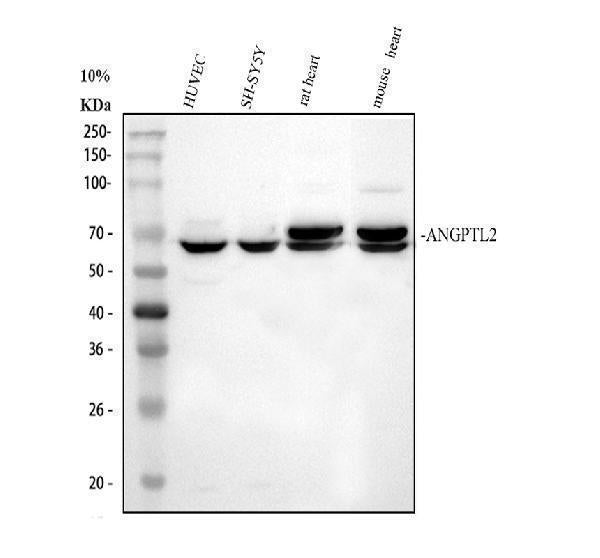 Anti-ANGPTL2 Antibody Picoband®