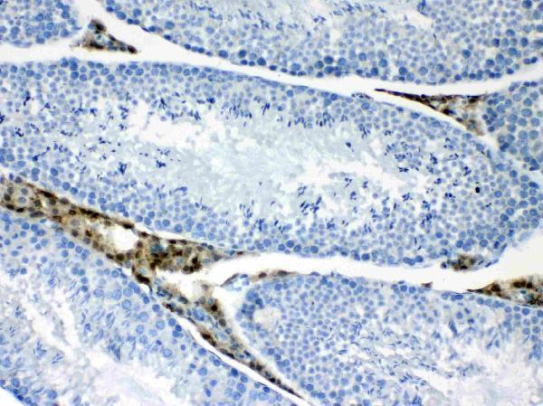 Anti-CPI17 alpha/PPP1R14A Antibody Picoband®